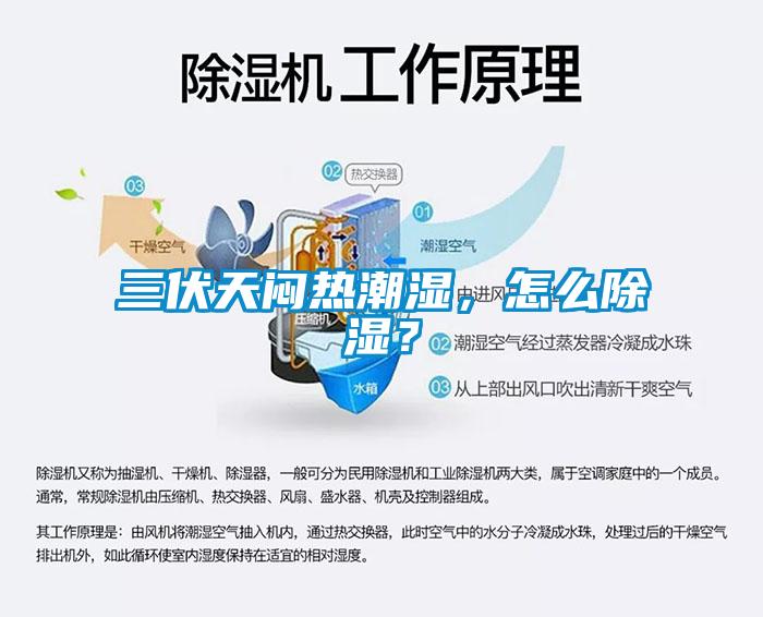 三伏天悶熱潮濕，怎么除濕？