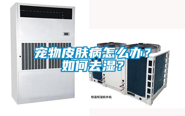 寵物皮膚病怎么辦？如何去濕？