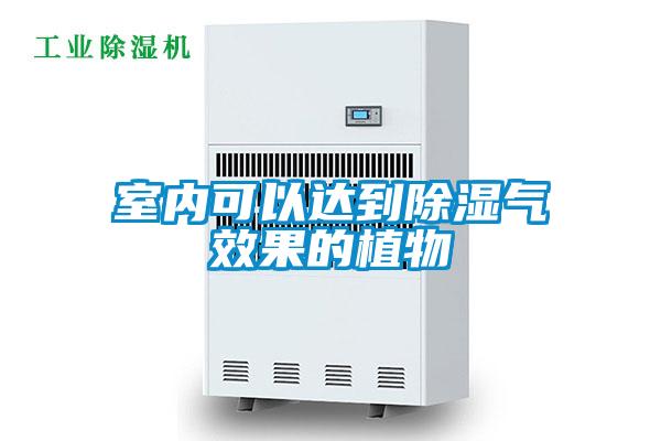 室內(nèi)可以達到除濕氣效果的植物