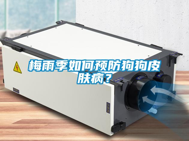 梅雨季如何預防狗狗皮膚?。?/></p>
						    <p style=
