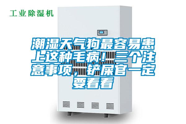 潮濕天氣狗最容易患上這種毛??！三個注意事項，鏟屎官一定要看看