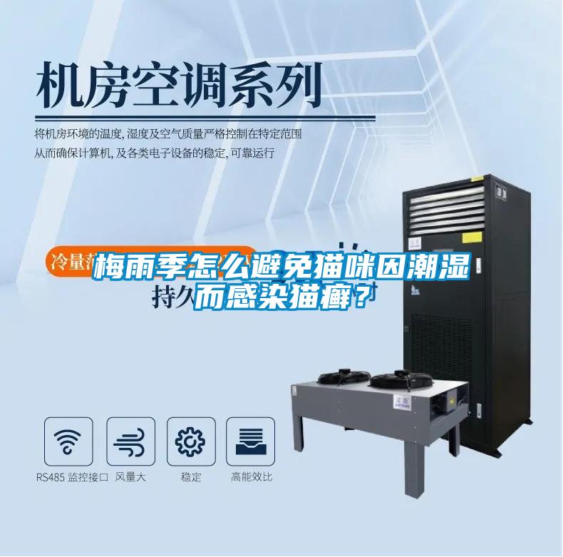 梅雨季怎么避免貓咪因潮濕而感染貓癬？
