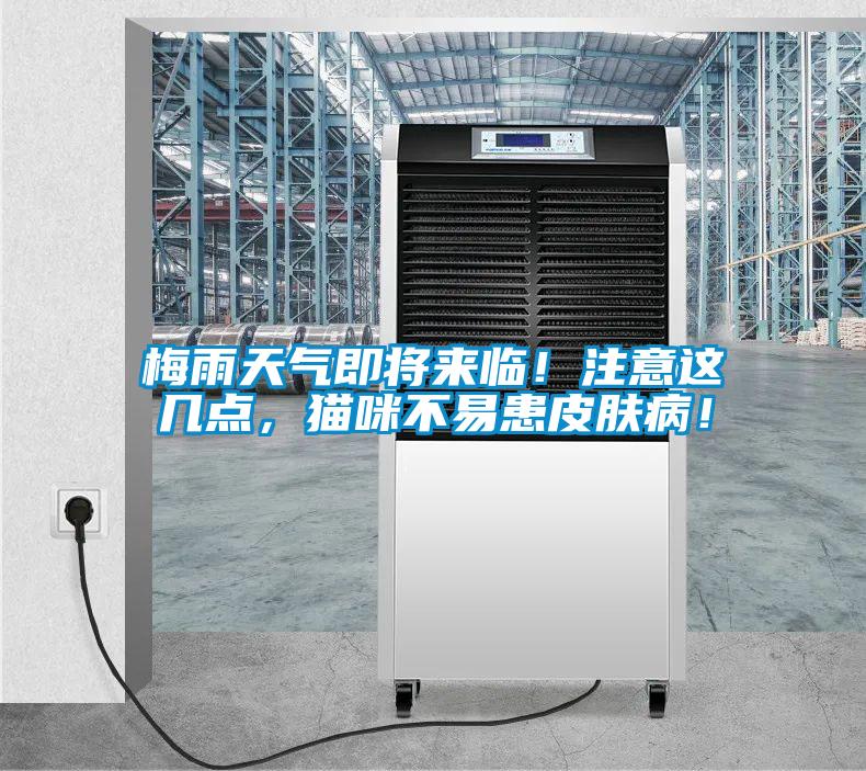 梅雨天氣即將來臨！注意這幾點，貓咪不易患皮膚??！