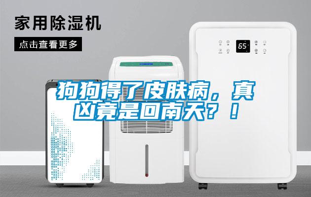 狗狗得了皮膚病，真兇竟是回南天？！