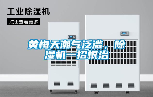 黃梅天潮氣泛濫，除濕機(jī)一招根治