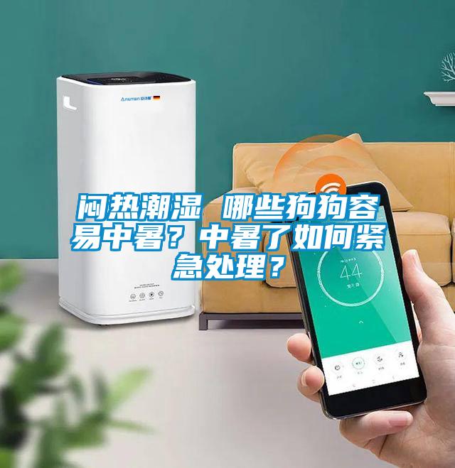 悶熱潮濕 哪些狗狗容易中暑？中暑了如何緊急處理？