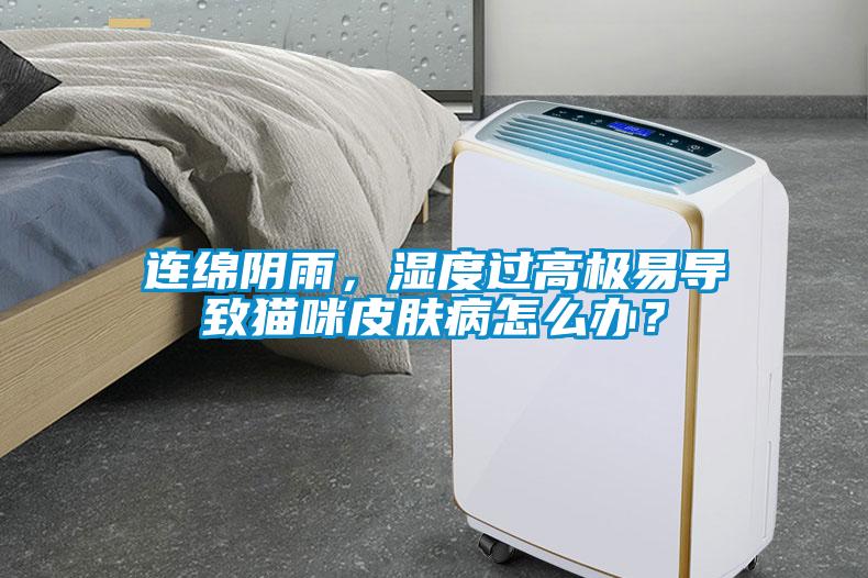連綿陰雨，濕度過(guò)高極易導(dǎo)致貓咪皮膚病怎么辦？