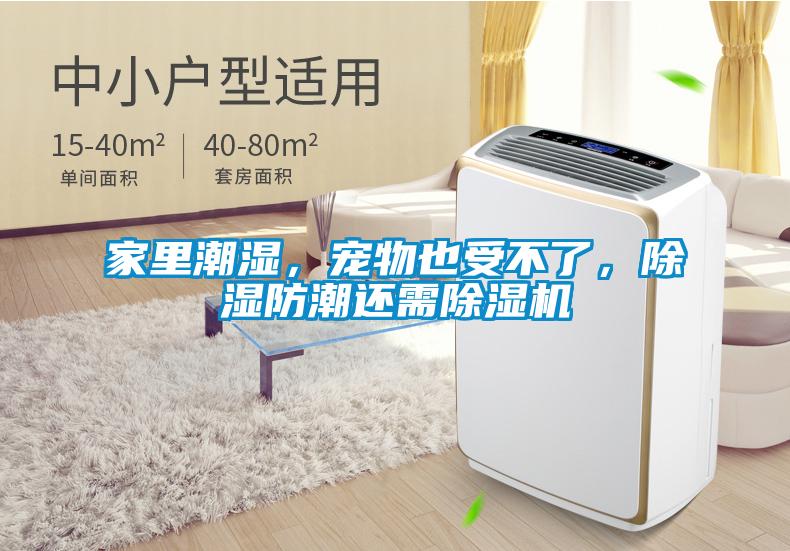 家里潮濕，寵物也受不了，除濕防潮還需除濕機