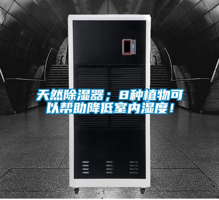 天然除濕器；8種植物可以幫助降低室內(nèi)濕度！