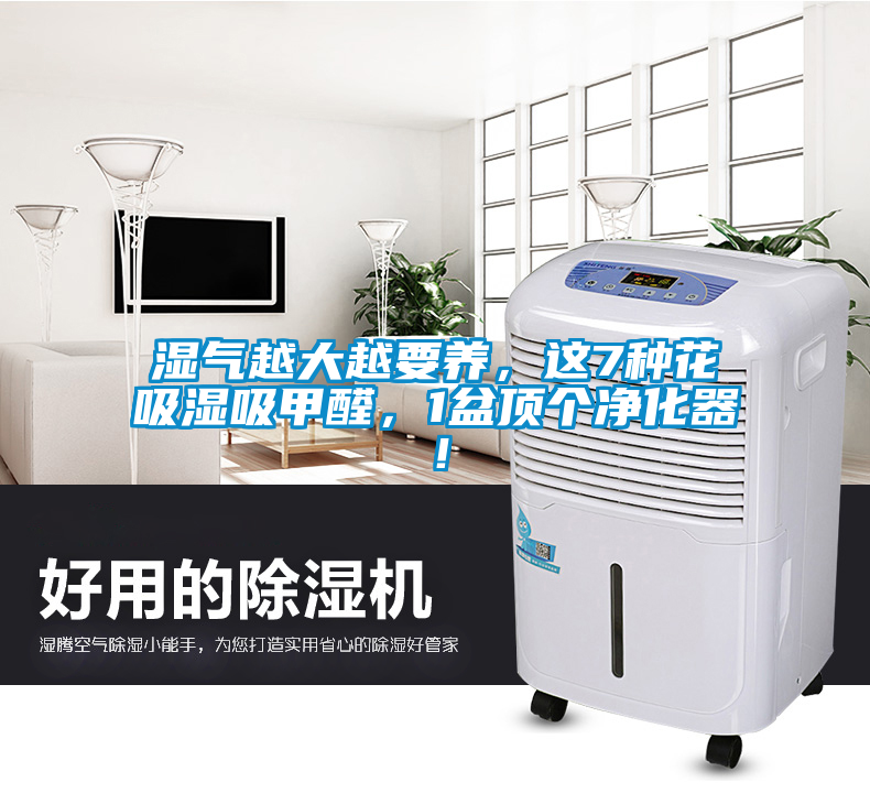 濕氣越大越要養(yǎng)，這7種花吸濕吸甲醛，1盆頂個(gè)凈化器！