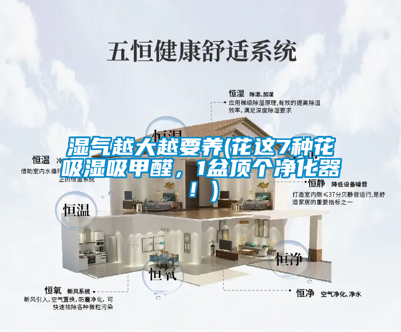 濕氣越大越要養(yǎng)(花這7種花吸濕吸甲醛，1盆頂個凈化器！)